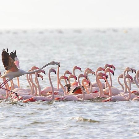 Ca Sal Holiday Home Lesina Buitenkant foto