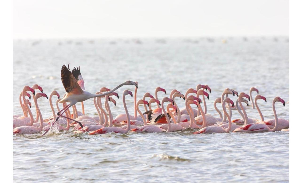 Ca Sal Holiday Home Lesina Buitenkant foto